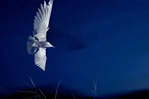 Whiskered tern (Chlidonias hybrida) in flight at night, Lake Skadar, Lake Skadar National Whiskered tern (Chlidonias hybrida) in flight at night, Lake Skadar, Lake Skadar National