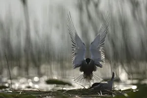 Whiskered tern (Chlidonias hybrida) landing at nest, Lake Skadar, Lake Skadar National Park Whiskered tern (Chlidonias hybrida) landing at nest, Lake Skadar, Lake Skadar National Park