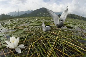 Whiskered tern (Chlidonias hybrida) pair on nest, one with wings stretched, Lake Skadar Whiskered tern (Chlidonias hybrida) pair on nest, one with wings stretched, Lake Skadar