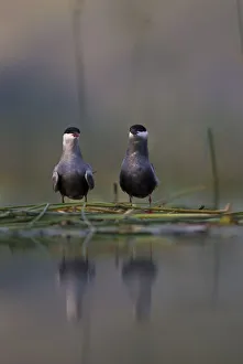 Whiskered tern (Chlidonias hybrida) pair on nest, Lake Skadar, Lake Skadar National Park Whiskered tern (Chlidonias hybrida) pair on nest, Lake Skadar, Lake Skadar National Park
