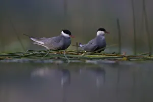 Whiskered tern (Chlidonias hybrida) pair on nest, Lake Skadar, Lake Skadar National Park Whiskered tern (Chlidonias hybrida) pair on nest, Lake Skadar, Lake Skadar National Park