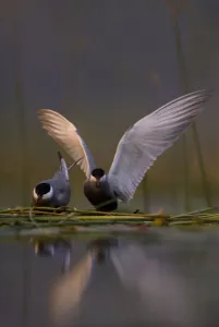 Whiskered tern (Chlidonias hybrida) pair on nest, one stetching wings, Lake Skadar Whiskered tern (Chlidonias hybrida) pair on nest, one stetching wings, Lake Skadar