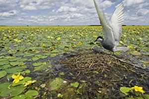 Whiskered tern (Chlidonias hybridus) with stretched wings on nest in lake covered