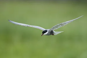 Whiskered tern (Chlidonias hybridus) in flight, Prypiat River, Belarus, June 2009 Whiskered tern (Chlidonias hybridus) in flight, Prypiat River, Belarus, June 2009