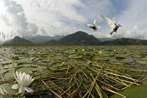 Two Whiskered terns (Chlidonias hybrida) in flight near nest with two eggs, Lake Skadar Two Whiskered terns (Chlidonias hybrida) in flight near nest with two eggs, Lake Skadar