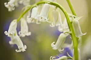 Images Dated 21st April 2009: White bluebell flowers (Hyacinthoides non-scripta / Endymion non-scriptum) Hallerbos