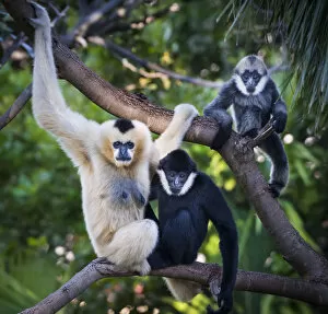 Hominoidea Gallery: White-cheeked gibbon (Nomascus leucogenys) female and two offspring, a male and female
