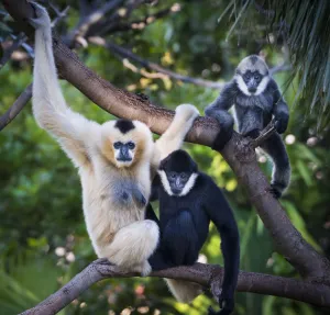 White-cheeked gibbon (Nomascus leucogenys) female and two offspring, a male and female White-cheeked gibbon (Nomascus leucogenys) female and two offspring, a male and female