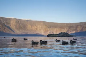 White-cheeked pintail (Anas bahamensis) flock on water, Fernandina Island, Galapagos White-cheeked pintail (Anas bahamensis) flock on water, Fernandina Island, Galapagos