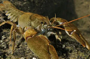 White clawed crayfish (Austropotamobius pallipes) on river bed, viewed underwater White clawed crayfish (Austropotamobius pallipes) on river bed, viewed underwater