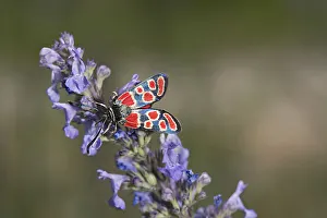 White-collar burnet moth (Zygaena carniolica) nectaring on Catnip (Nepeta nuda). Greece White-collar burnet moth (Zygaena carniolica) nectaring on Catnip (Nepeta nuda). Greece