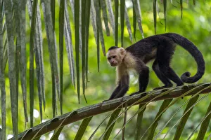 White-faced Capuchin (Cebus capucinus imitator) Carara National Park, Costa Rica White-faced Capuchin (Cebus capucinus imitator) Carara National Park, Costa Rica