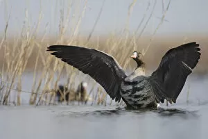 Images Dated 23rd February 2009: White fronted goose (Anser albifrons) stretching wings in water, Durankulak Lake