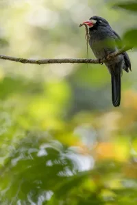 White-fronted nunbird (Monasa morphoeus) perched with lizard prey White-fronted nunbird (Monasa morphoeus) perched with lizard prey