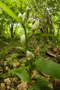 White helleborine (Cephalanthera damasonium) at Buckholt Wood, Gloucestershire, England White helleborine (Cephalanthera damasonium) at Buckholt Wood, Gloucestershire, England
