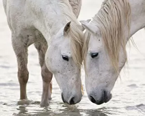 Images Dated 14th April 2011: Two white horses of the Camargue, head to head at water, Camargue, Southern France