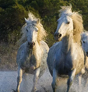 White horses of the Camargue, herd running through water, Camargue, Southern France White horses of the Camargue, herd running through water, Camargue, Southern France