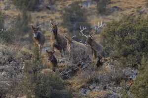 White-lipped deer (Cervus albirostris) walking on the Tibetan plateau, Serxu White-lipped deer (Cervus albirostris) walking on the Tibetan plateau, Serxu