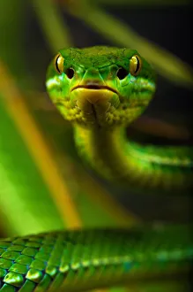 White-lipped / Green tree viper (Cryptelytrops albolabris) captive, from SE Asia White-lipped / Green tree viper (Cryptelytrops albolabris) captive, from SE Asia