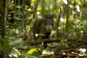 White lipped peccary (Tayassu pecari) on forest floor, Lago Preto Conservation Concession White lipped peccary (Tayassu pecari) on forest floor, Lago Preto Conservation Concession