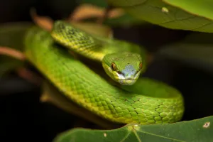 White-lipped pit viper (Trimeresurus albolabris) Lantau Island, Hong Kong, China White-lipped pit viper (Trimeresurus albolabris) Lantau Island, Hong Kong, China