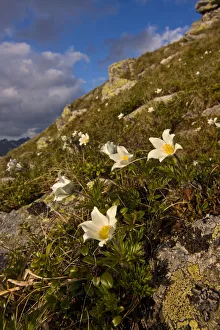 White pasque flowers (Pulsatilla alba) flowering on slope in the Liptovske kopi, Western Tatras White pasque flowers (Pulsatilla alba) flowering on slope in the Liptovske kopi, Western Tatras