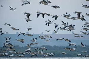Images Dated 27th June 2009: White pelican (Pelecanus onocrotalus) flock in flight, Lake Belau, Moldova, June