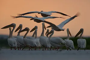 White pelicans (Pelecanus onocrotalus) in water, three flying overhead, Lake Belau White pelicans (Pelecanus onocrotalus) in water, three flying overhead, Lake Belau