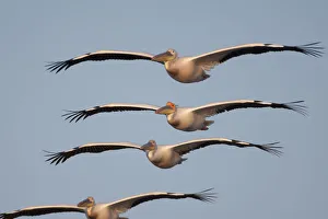 Four White pelicans (Pelecanus onolocratus) in flight, Danube Delta, Romania, May Four White pelicans (Pelecanus onolocratus) in flight, Danube Delta, Romania, May