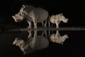 White Rhinoceros Gallery: White rhino (Ceratotherium simum) female and calf looking in opposite directions