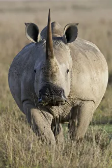 White rhino (Ceratotherium simum) female portrait, portrait, Nakuru National Park, Kenya White rhino (Ceratotherium simum) female portrait, portrait, Nakuru National Park, Kenya