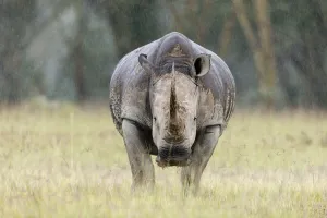 White rhino (Ceratotherium simum) in the rain, Nakuru National Park, Kenya White rhino (Ceratotherium simum) in the rain, Nakuru National Park, Kenya