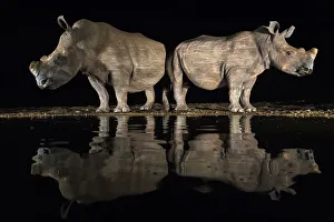 White rhino (Ceratotherium simum) at waterhole at night, Zimanga Private Game Reserve White rhino (Ceratotherium simum) at waterhole at night, Zimanga Private Game Reserve