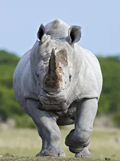 White rhinoceros {Ceratotherium simium} head on, Etosha national park, Namibia White rhinoceros {Ceratotherium simium} head on, Etosha national park, Namibia