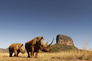 White rhinoceros (Ceratotherium simum) mother and calf browsing. Entabeni Safari Conservancy White rhinoceros (Ceratotherium simum) mother and calf browsing. Entabeni Safari Conservancy