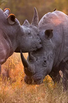 White rhinoceros (Ceratotherium simum) two males fighting, in evening light, Sabi Sand Game Reserve White rhinoceros (Ceratotherium simum) two males fighting, in evening light, Sabi Sand Game Reserve