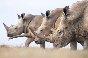 Three White rhinoceroses (Ceratotherium simum) walking together, Solio Game Reserve Three White rhinoceroses (Ceratotherium simum) walking together, Solio Game Reserve