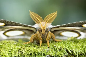 White-ringed atlas moth (Epiphora mythimnia) portrait, Kenya, Africa White-ringed atlas moth (Epiphora mythimnia) portrait, Kenya, Africa
