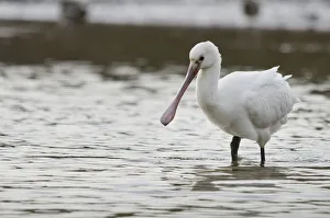 White spoonbill (Platalea leucorodia) feeding with water dripping from its bill White spoonbill (Platalea leucorodia) feeding with water dripping from its bill