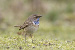 Images Dated 21st March 2005: White-spotted bluethroat (Luscinia svecica cyanecula) male in spring, Landguard