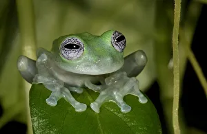 Images Dated 18th November 2009: White-spotted leaf frog (Cochranella albomaculata) captive, from Central America