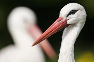 Images Dated 13th May 2007: White stork (Ciconia ciconia) adult portrait, captive, Vogelpark Marlow, Germany, May