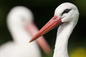 White stork (Ciconia ciconia) adult portrait, captive, Vogelpark Marlow, Germany, May White stork (Ciconia ciconia) adult portrait, captive, Vogelpark Marlow, Germany, May