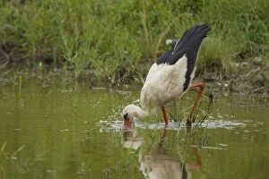 Images Dated 5th June 2008: White Stork (Ciconia ciconia) feeding in water, Bulgaria, May 2008, sequence 2 / 3