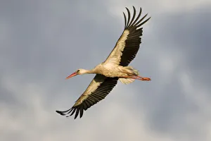 White stork (Ciconia ciconia) in flight, Nemunas regional reserve, Lithuania, June 2009 White stork (Ciconia ciconia) in flight, Nemunas regional reserve, Lithuania, June 2009