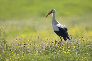 White stork (Ciconia ciconia) in flower meadow, Labanoras Regional Park, Lithuania White stork (Ciconia ciconia) in flower meadow, Labanoras Regional Park, Lithuania