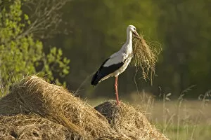 Nesting Material Gallery: White stork (Ciconia ciconia) on hay mound carrying some in its beak, Matsalu National Park