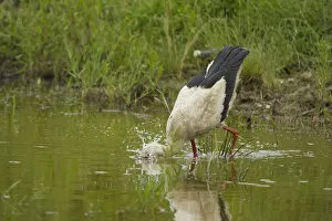Images Dated 5th June 2008: White Stork (Ciconia ciconia) with head underwater, feeding, Bulgaria, May 2008