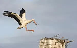Images Dated 6th June 2009: White stork (Ciconia ciconia) landing on chimney with nesting material, Rusne, Nemunas