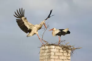 Images Dated 6th June 2009: White stork (Ciconia ciconia) landing on chinmey with nesting material, Rusne, Nemunas